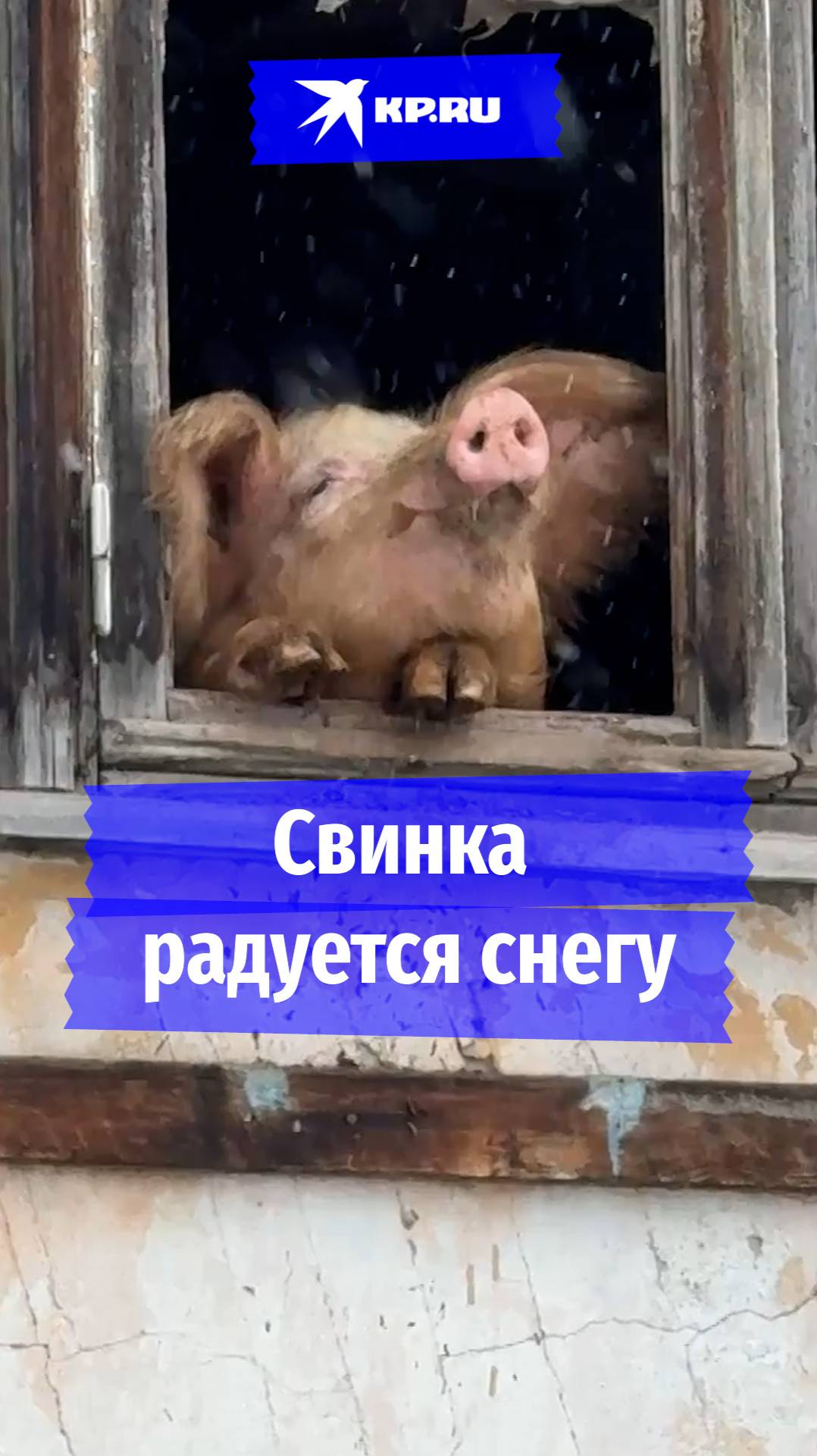 Волонтёры спасли свинью, которая радовалась снегу