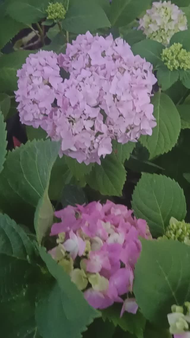 Цветение гортензий
