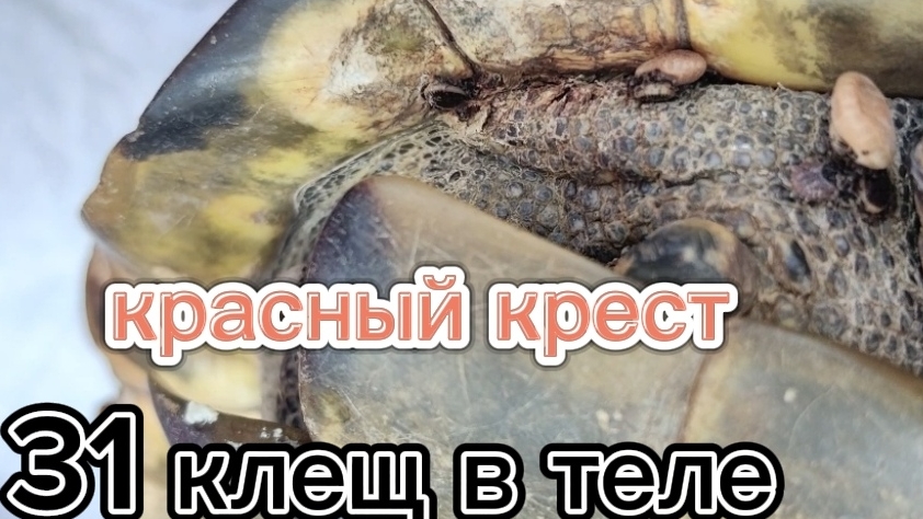 КОГДА КЛЕЩИ СЬЕДАЮТ ЗАЖИВО КРАСНЫЙ КРЕСТ СУПЕР КОЗЛИК