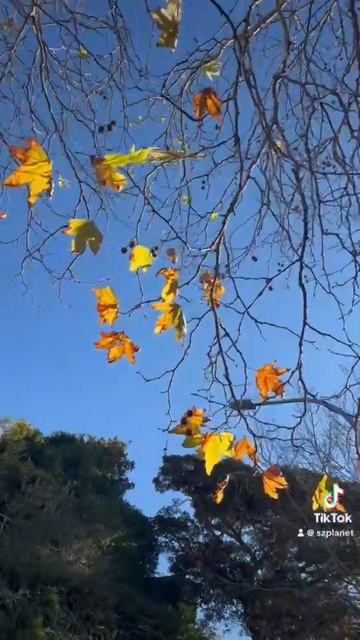 Зима в Австралии кое-где выглядит как осень 🍂 золотая! Музыка 🎵 @volanicky #осень #австралия