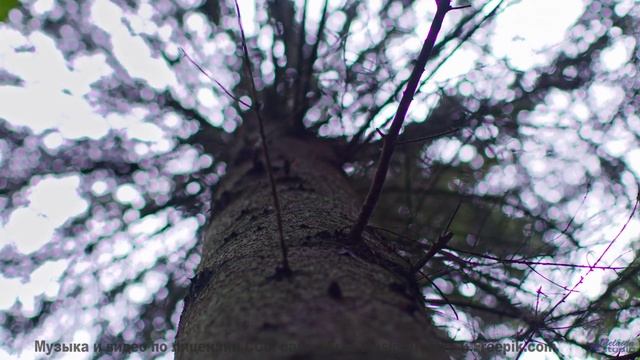 Леса шепчут мелодию прямо в душу зрителя - OverBlow -- Ketsa -- Dimensions