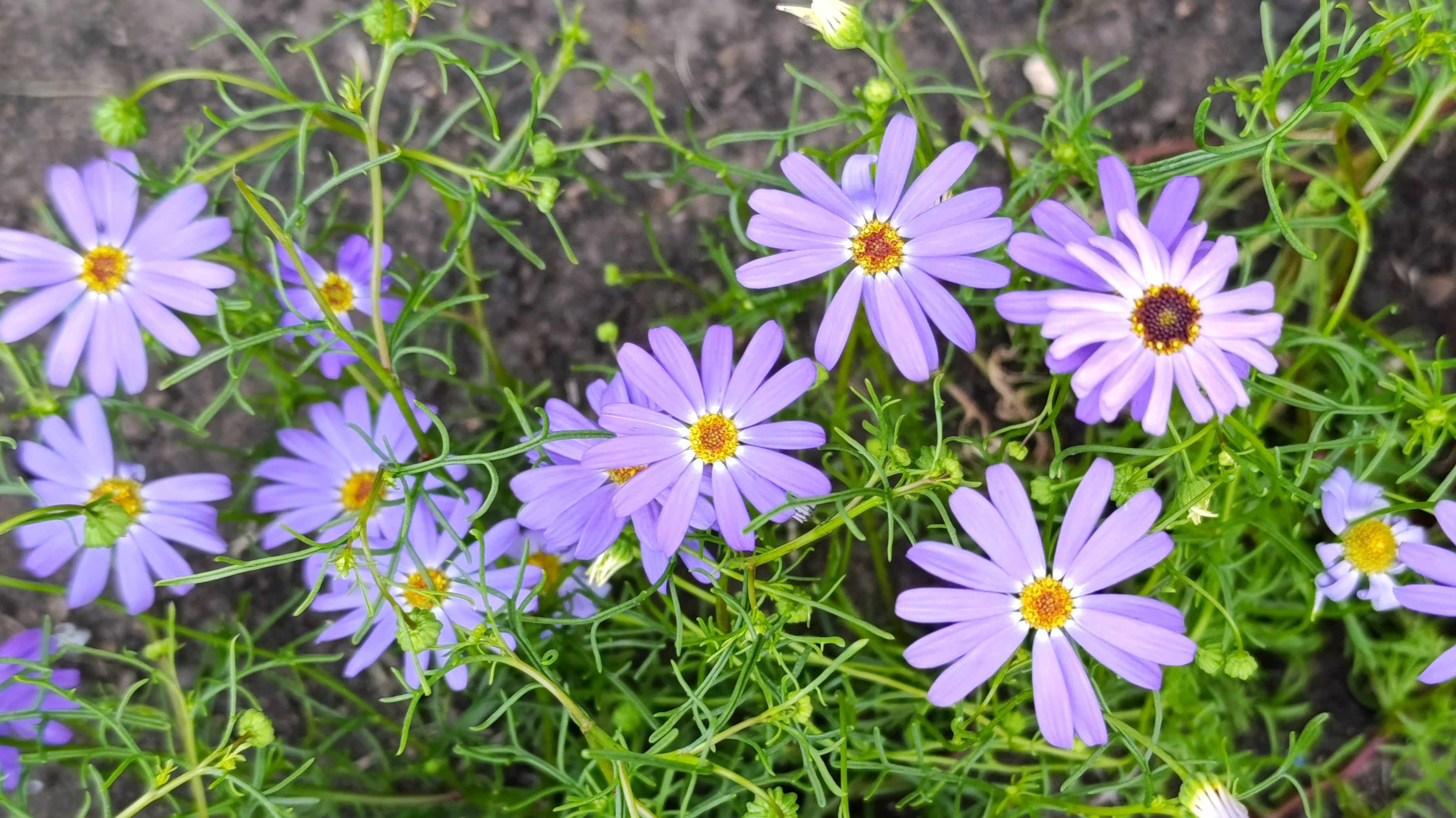 Клумбы🌸
