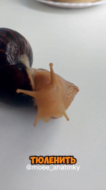 Долли с Афиной играют в тюленя!