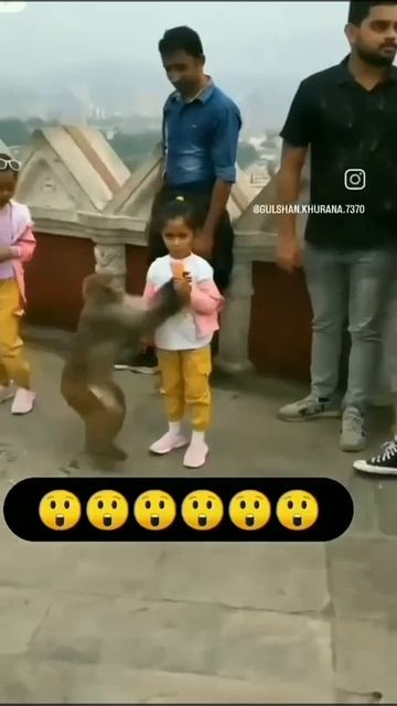 Курьёзы с животными