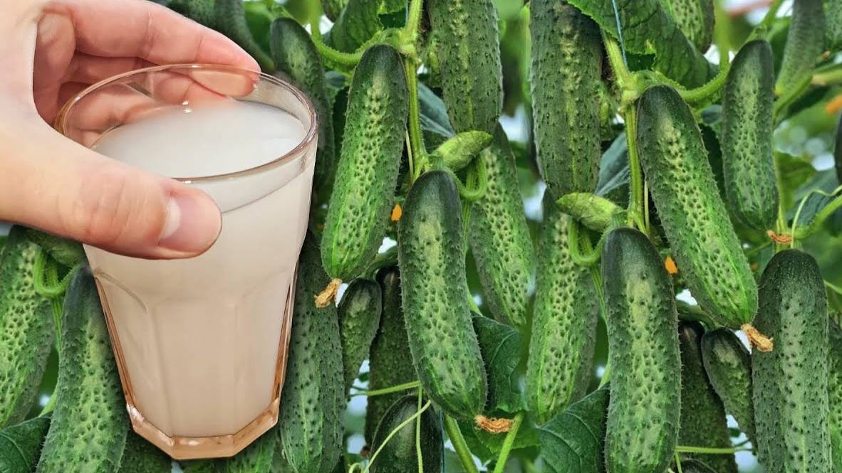🔥 Дайте огурцам ЭТО в июне – и они завалят вас урожаем! 🥒💦