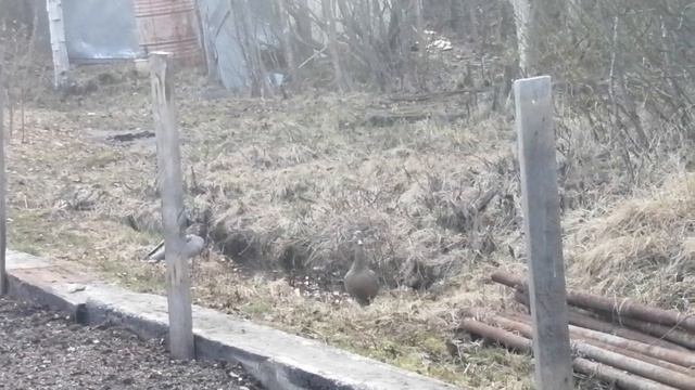 31.05.2024. Дача. Пришли в гости уточка и селезень)