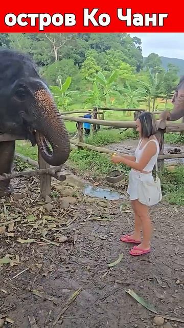 #elephant