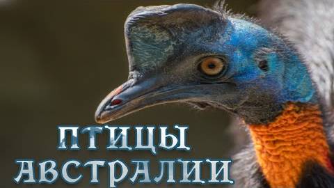 Дикие птицы Австралии - Подготовка гнезда. Мир природы дикие животные. #Документальный фильм.