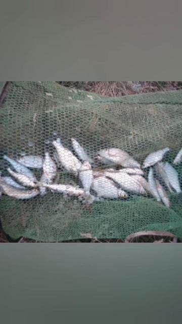 Вчера немного порыбачил на Ильчембетовских Карьерах🎣 Рыбачил на поплавок🎣 Прикормка своя самоделка
