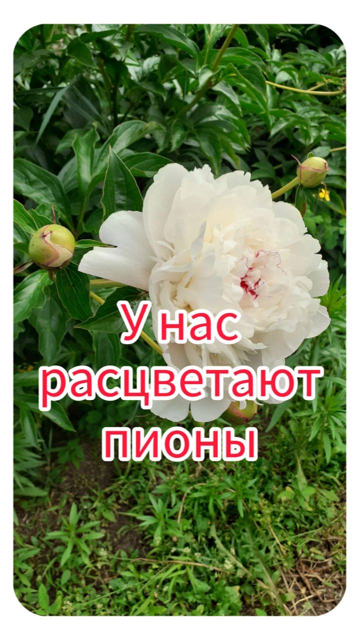 У нас расцветают пионы