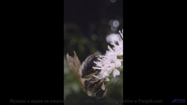Музыка, которая звучит так, будто ее создала сама природа! - Look Mommy Look! -- SUPERARE -- III