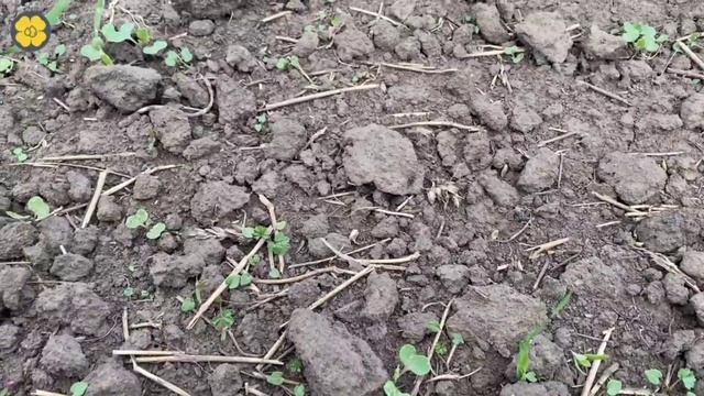 Агросопровождение выращивания ярового рапса в Республике Чувашия. Первая обработка.