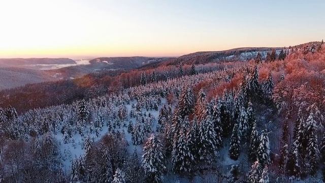 Красивый лес часть 4