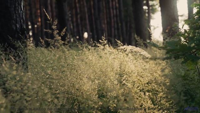 Поля раскрываются вместе с каждым новым ритмом - A Sense of Purpose -- Nihilore -- Best of 2020-2024