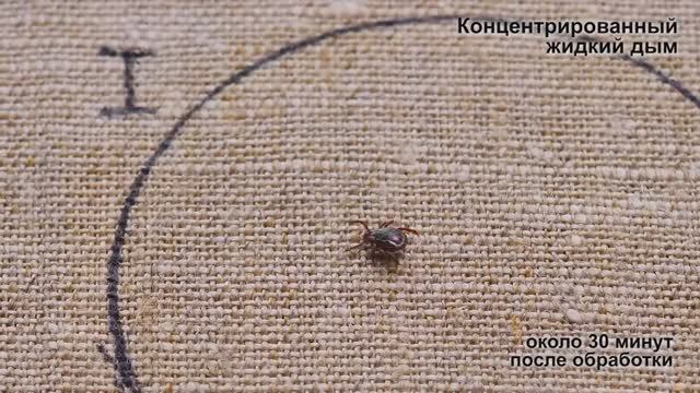 ЖИДКИЙ ДЫМ ПРОТИВ КЛЕЩЕЙ! Фантастика – это работает