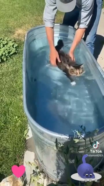 Котейке понравилось плавать 💦😻🐈❤️