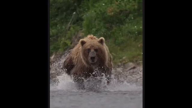 Живая природа. Мишки