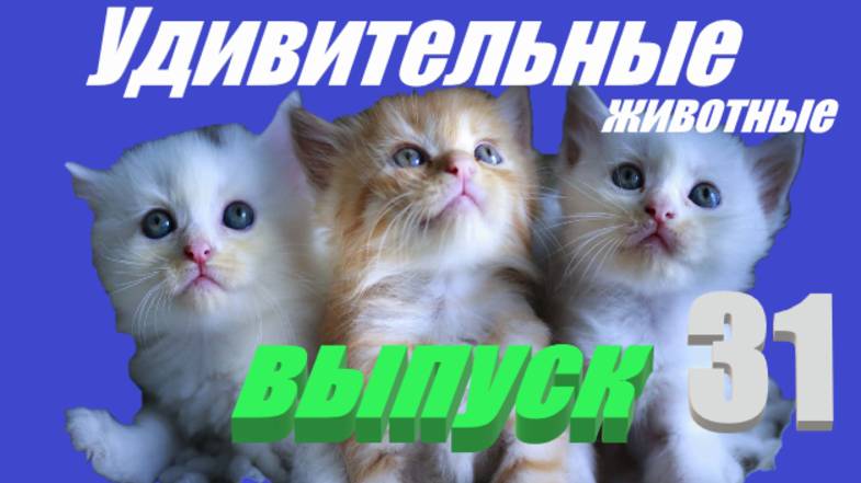 Удивительные животные выпуск 31 #развлечения #юмор #животные