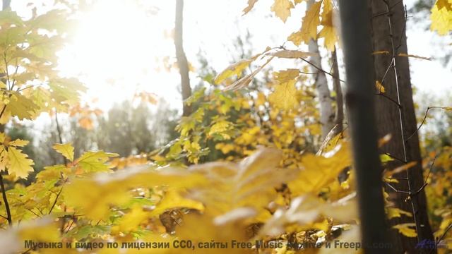 Леса превращаются в личный космос под эту мелодию - Between My Eyes -- Kirk Osamayo -- Season Two (O
