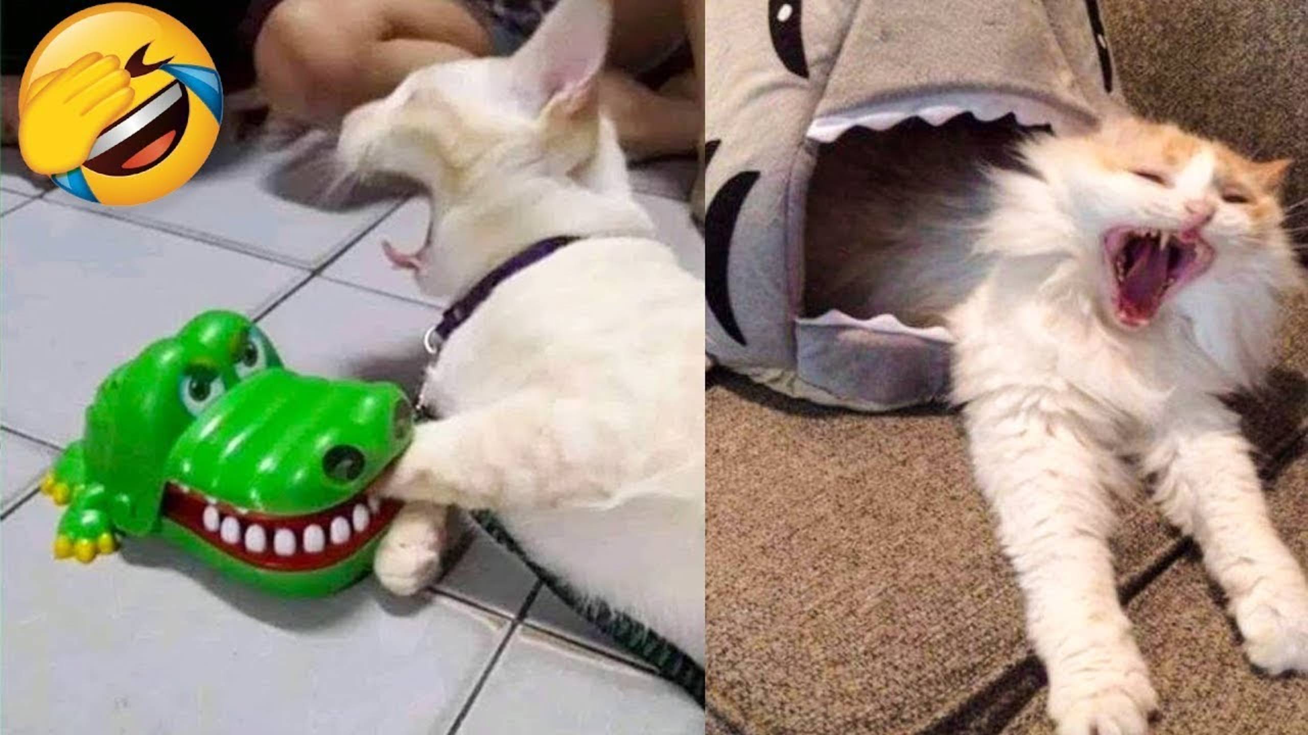Приколы с котами! Смешные коты - Самые смешные животные С ОЗВУЧКОЙ! Ржака!!
