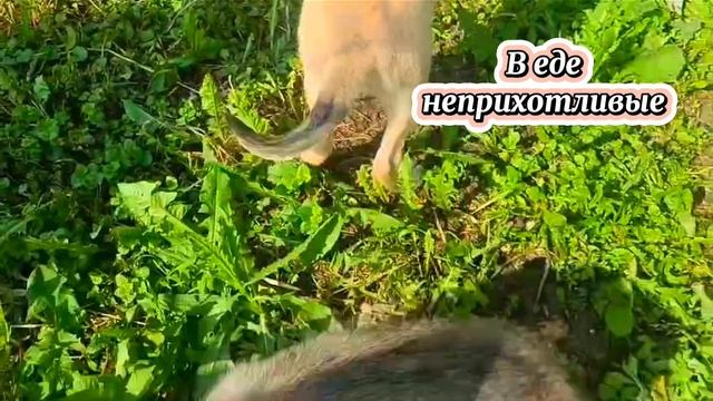 Бабушкины горюшки - щенки-подкидыши