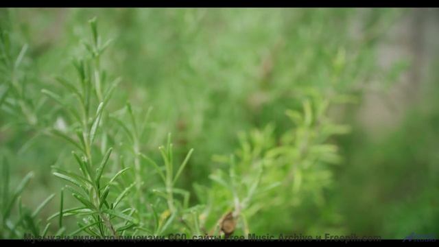 Утро начинается с этой мелодии! - Its Time -- Jeremy Allingham -- Run Wild