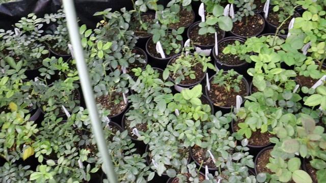 Корнесобственные и привитые розы - как растут у меня на участке, в чем отличие