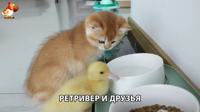Золотистый ретривер и его друзья милые питомцы 🐕 выпуск (94)