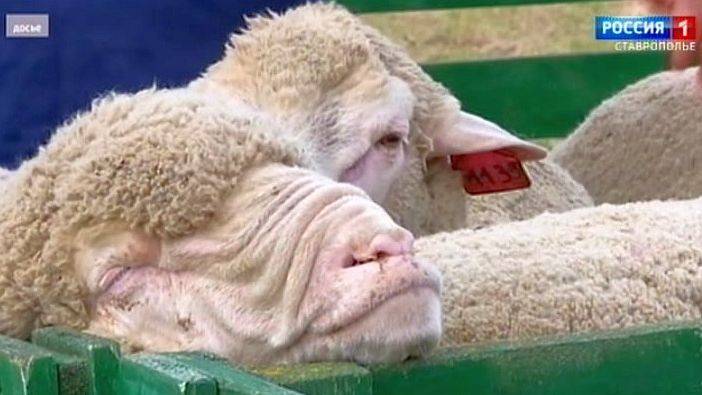 На Ставрополье проводится массовая стрижка овец
