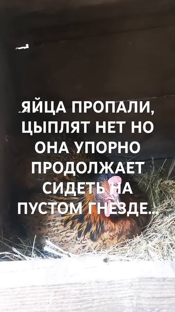 попробую купить циплят и подсадить упорной маме.