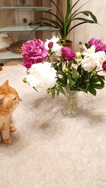 Эти цветы так прекрасны. #цветы #музыка #котыкошки #кот