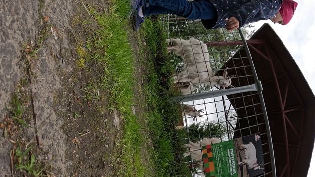Зоопарк в Карелии. Анино видел