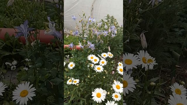 Кто рядом с вами живёт?Часть 1.