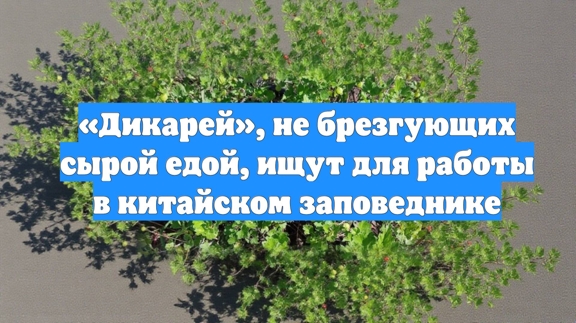 «Дикарей», не брезгующих сырой едой, ищут для работы в китайском заповеднике