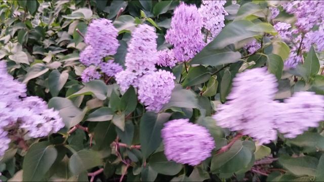 LILAC CYRINGA L ЛИЛОВАЯ СИРЕНЬ