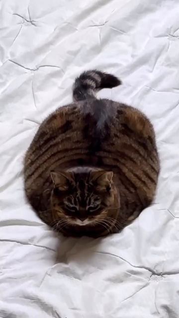 Наш TG https://t.me/liveofcats