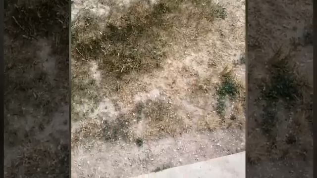 Морковка для Аслана Парк львов Тайган #тайган #лев