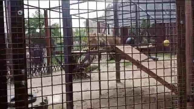 Шерхан. 14.06.2025.5 от опекуна Светланы