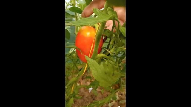ТОМАТЫ. Минусинские сорта томатов. г. Киров