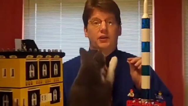 Коты в кадре)))
