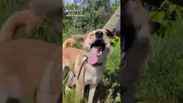 Белла из Красногорска