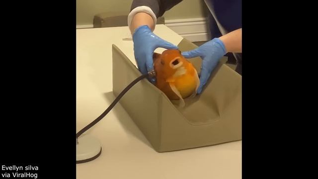Humans are Getting Dumber