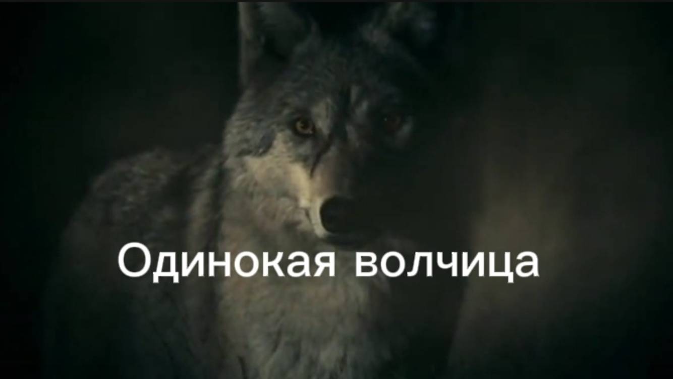 Одинокая волчица #Денис_Подобин