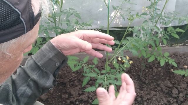 Хотите получить большой урожай помидор. Немедленно удаляйте пасынки и нижние листья у томатов.