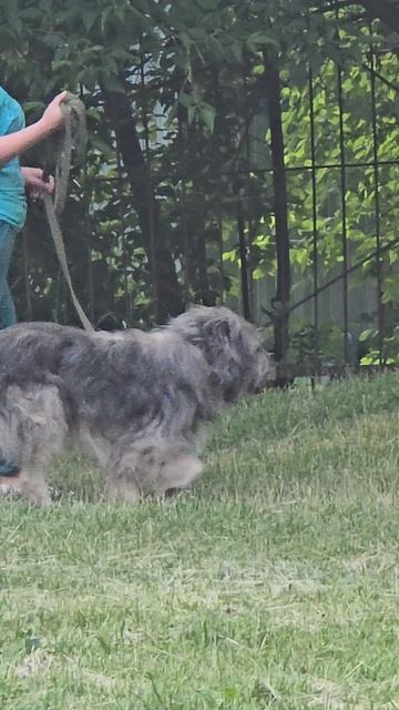 #собачки #балашиха #reel #reels #margo #short #shorts #shortvideo #shortsvideo #dog #dogs #doglife