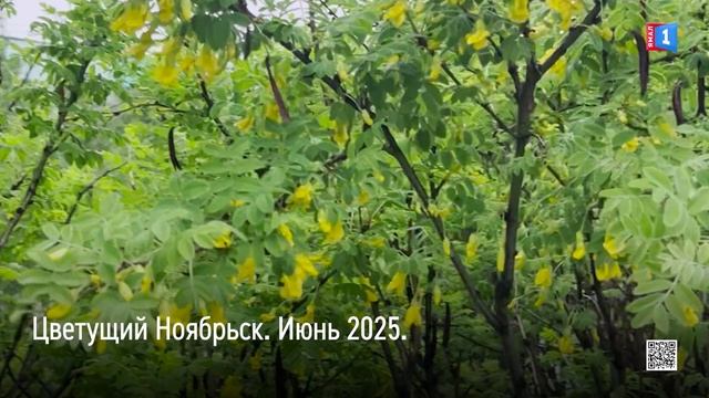 С наступлением лета расцветают не только улыбки на лицах горожан, но также клумбы и деревья