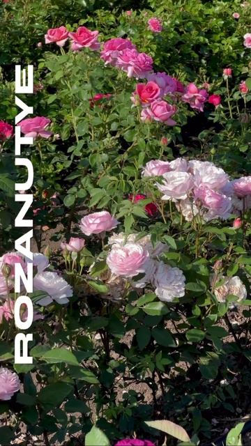 Наш питомник поставляет саженцы напрямую со своих полей ☝🏻👩🏻🌾🌹🐝