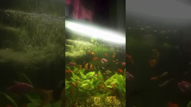 аквариумные рыбки