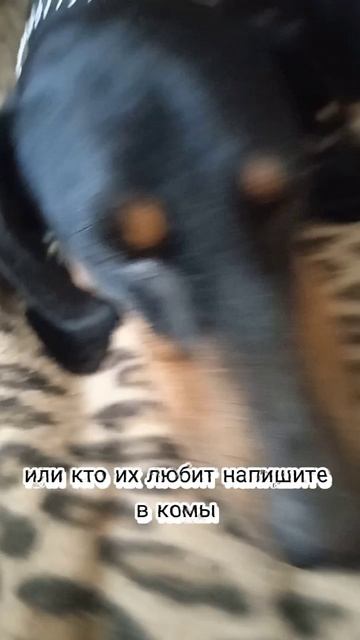 мой Пëсик
