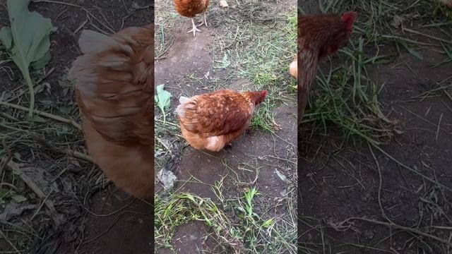 В гостях у кур